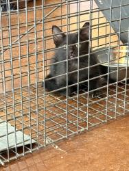 Found/Stray Unknown Cat last seen Tin Top Rd, Weatherford, TX 76086