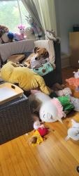 Reunited Female Dog last seen Sturgis St, Douglas, Saint Paul, MN 55102