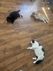 Reunited Male Cat last seen Kipling street & south plaza trail, Virginia Beach, VA 23452