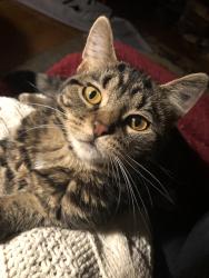 Lost Female Cat last seen Block of 124th st, walnut, Woodside lane, Elmhurst Parkway Elm Grove WI, Elm Grove, WI 53122