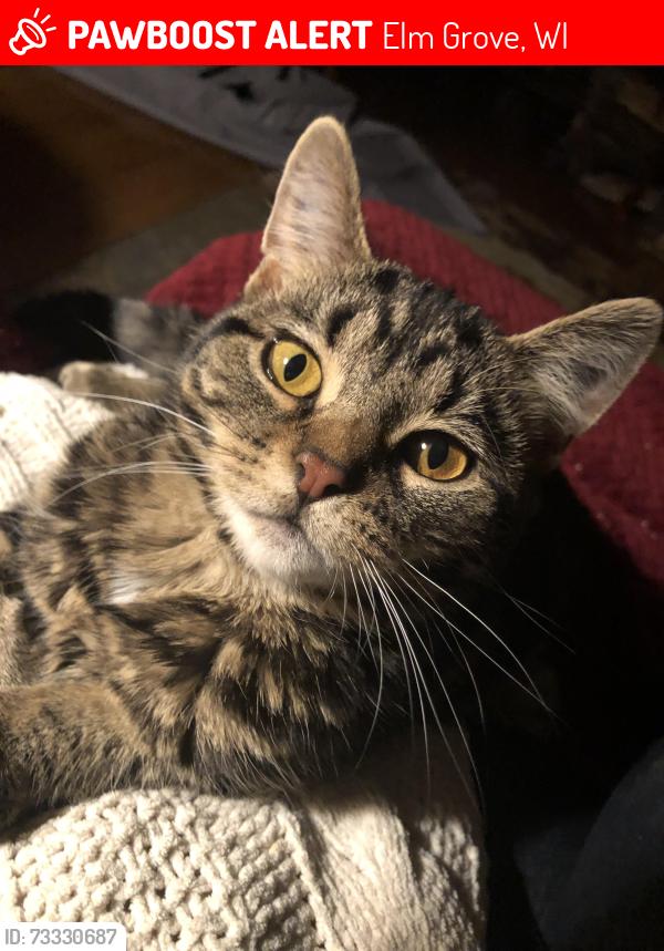 Lost Female Cat last seen Block of 124th st, walnut, Woodside lane, Elmhurst Parkway Elm Grove WI, Elm Grove, WI 53122