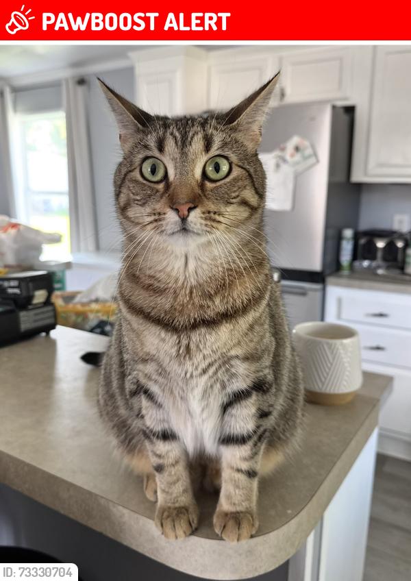 Lost Female Cat last seen Wilson/Neff Rds, Vienna Township, MI 48420