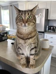 Lost Female Cat last seen Wilson/Neff Rds, Vienna Township, MI 48420