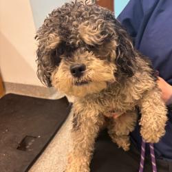 Shelter Stray Male Dog last seen , 21800 Central Ave, Matteson, IL 60443, USA