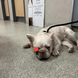 Shelter Stray Male Dog last seen , 8464 Beach Blvd, Jacksonville, FL 32216, USA