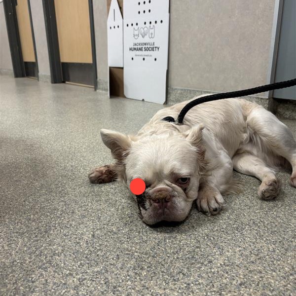 Shelter Stray Male Dog last seen , 8464 Beach Blvd, Jacksonville, FL 32216, USA