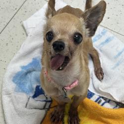 Shelter Stray Female Dog last seen , 167 Conklin Ave, Binghamton, NY 13903, USA