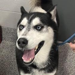 Shelter Stray Male Dog last seen , 16121 Reckinger Rd, Dearborn, MI 48126, USA