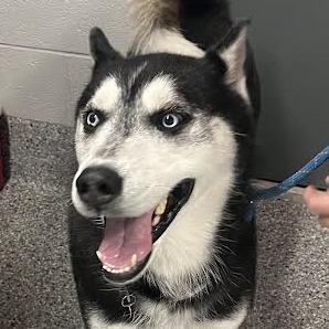 Shelter Stray Male Dog last seen , 16121 Reckinger Rd, Dearborn, MI 48126, USA