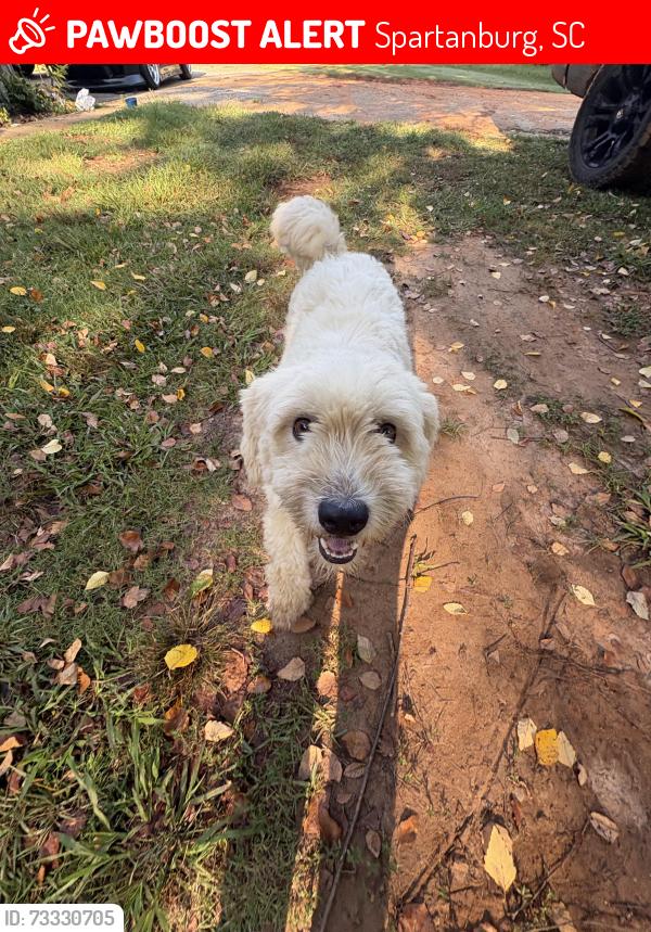 Lost Female Dog last seen Sandifer Rd Spartanburg SC, Spartanburg, SC 29303