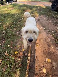 Lost Female Dog last seen Sandifer Rd Spartanburg SC, Spartanburg, SC 29303