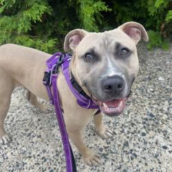 Shelter Stray Male Dog last seen , Animal Care & Control Team of Philly, 111 W Hunting Park Ave, Philadelphia, PA 19140, USA