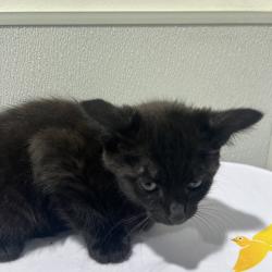 Shelter Stray Male Cat last seen , 3607 N Armenia Ave, Tampa, FL 33607, USA