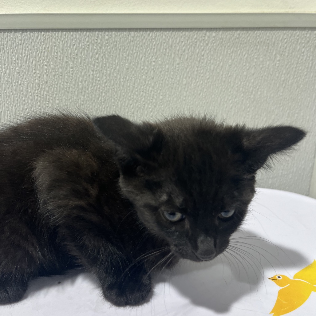 Shelter Stray Male Cat last seen , 3607 N Armenia Ave, Tampa, FL 33607, USA