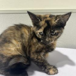 Shelter Stray Female Cat last seen , 3607 N Armenia Ave, Tampa, FL 33607, USA