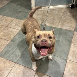Shelter Stray Male Dog last seen , 4500 N Access Rd, Chattanooga, TN 37415, USA