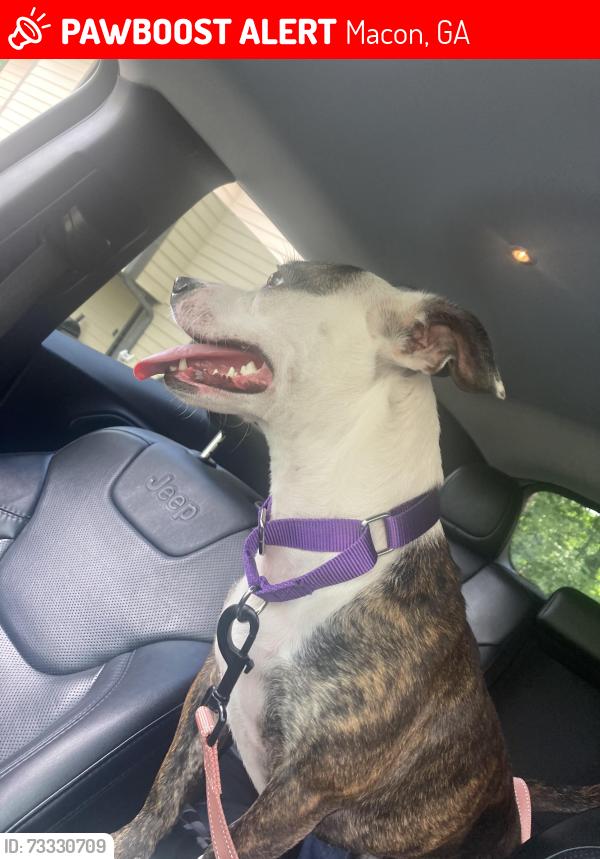 Lost Female Dog last seen Near Normandy rd, Macon, GA 31210