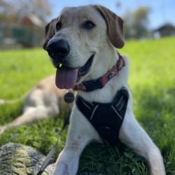 Shelter Stray Male Dog last seen , 361 S Raymond Ave, Pasadena, CA 91105, USA