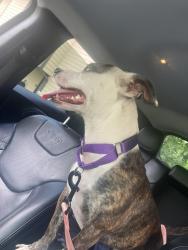 Lost Female Dog last seen Near Normandy rd, Macon, GA 31210