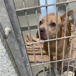 Shelter Stray Female Dog last seen , 12910 Yukon Ave, Hawthorne, CA 90250, USA