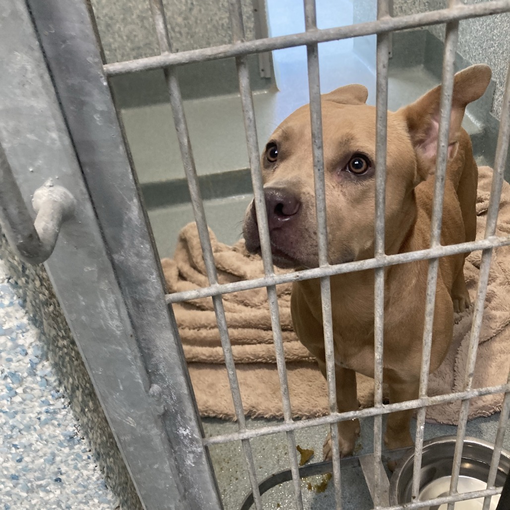 Shelter Stray Female Dog last seen , 12910 Yukon Ave, Hawthorne, CA 90250, USA