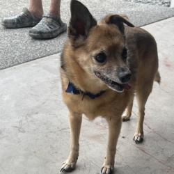 Shelter Stray Male Dog last seen , 2608 Center St, Tacoma, WA 98409, USA