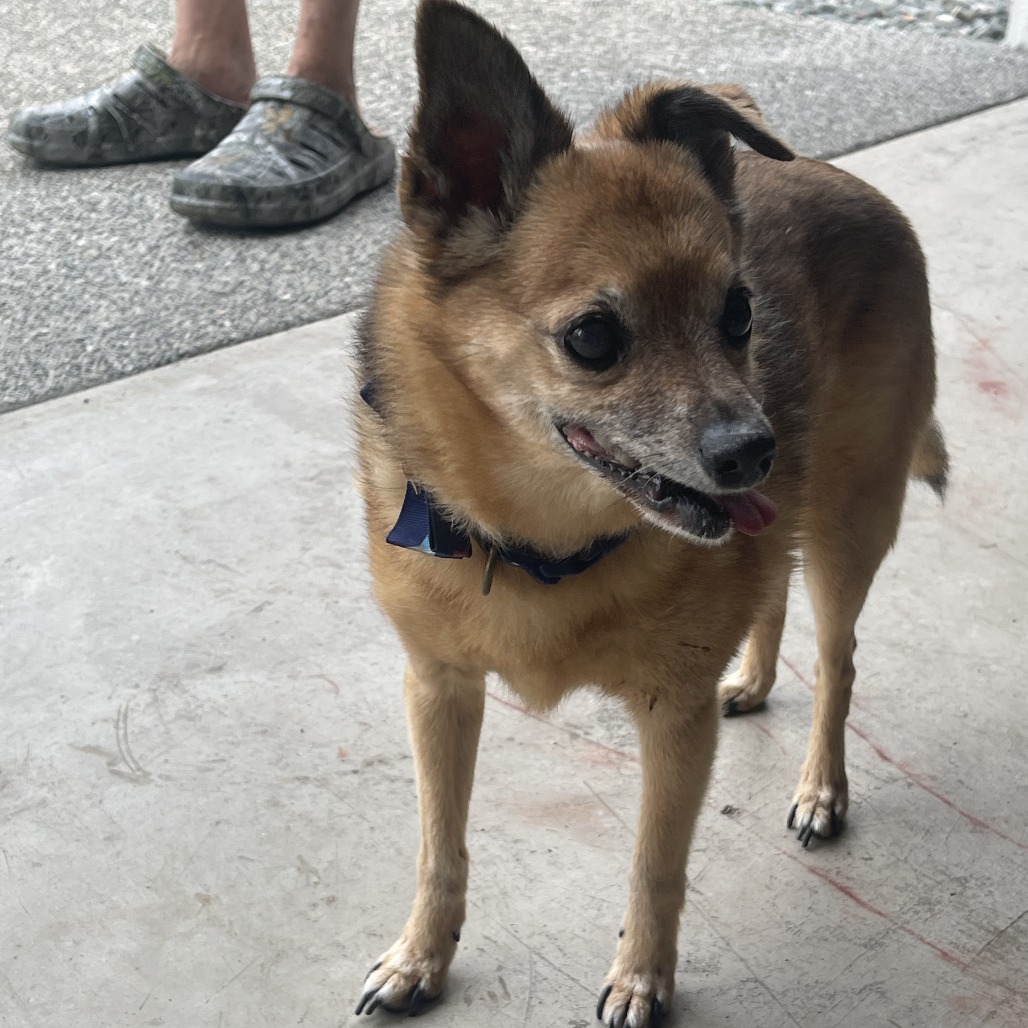 Shelter Stray Male Dog last seen , 2608 Center St, Tacoma, WA 98409, USA
