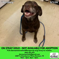 Shelter Stray Male Dog last seen , 3307 S Eisenhower Pkwy, Denison, TX 75020, USA