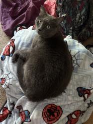 Lost Male Cat last seen Cotton Mill possibly along trail, Lake Ridge, VA 22192