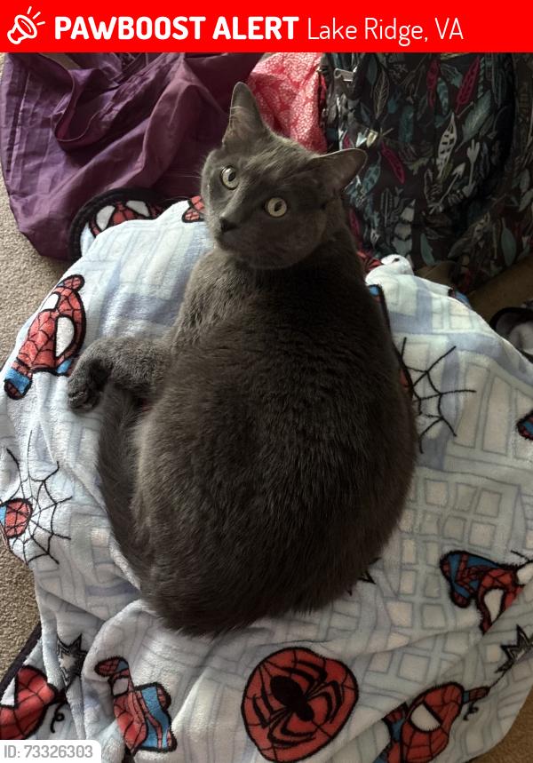 Lost Male Cat last seen Cotton Mill possibly along trail, Lake Ridge, VA 22192