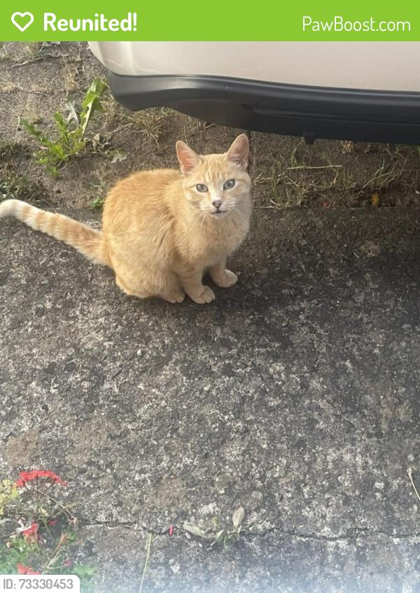 Reunited Female Cat last seen Branche Grove, BS13 0HB, Bristol, Bristol City, England 
