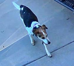 Reunited Unknown Dog last seen Near E Ananea Ave, Mesa, AZ 85208, USA, Mesa, AZ 85208