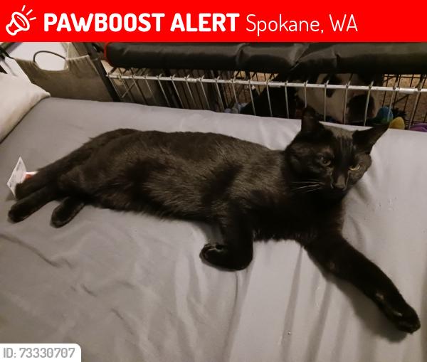 Lost Male Cat last seen Wall and Lincoln, Spokane, WA 99208