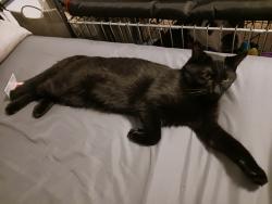 Lost Male Cat last seen Wall and Lincoln, Spokane, WA 99208