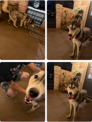 Reunited Female Dog last seen Spring Cypress, Spring, TX 77373