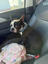Found/Stray Male Dog last seen Gloria Ave, McAllen, TX 78503
