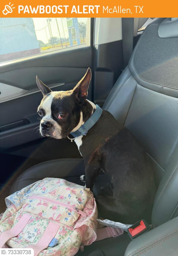 Found/Stray Male Dog last seen Gloria Ave, McAllen, TX 78503