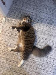 Lost Female Cat last seen Weed Ave & New Dorp Lane, Staten Island, NY 10306