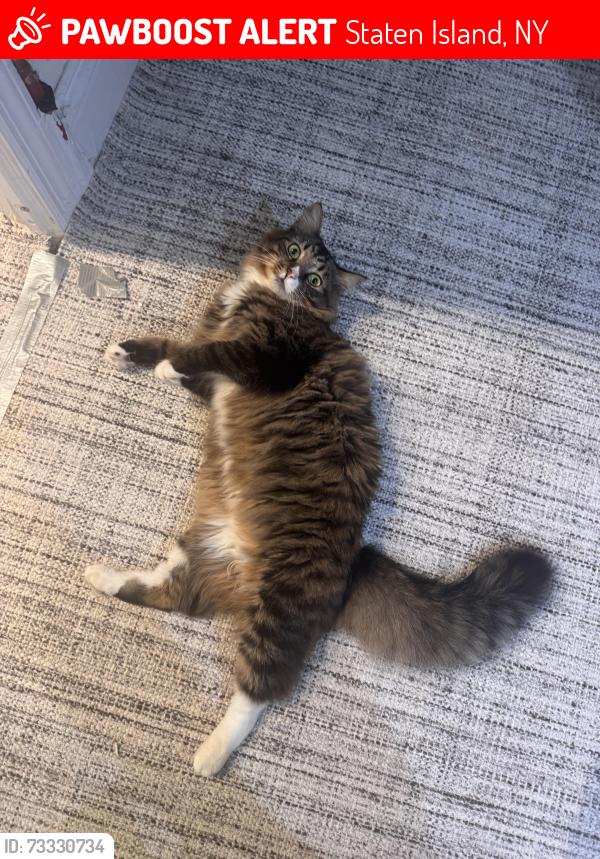 Lost Female Cat last seen Weed Ave & New Dorp Lane, Staten Island, NY 10306