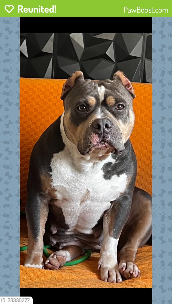 Reunited Female Dog last seen Windsor mill and Windsor blvd, Lochearn, MD 21207