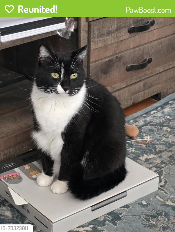 Reunited Male Cat last seen French street, Jeffersonville, IN 47130