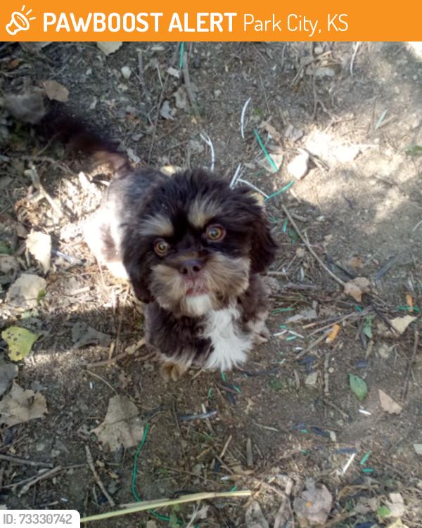 Found/Stray Male Dog last seen 53rd street and air cap drive, Park City, KS 67219