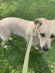 Found/Stray Female Dog last seen N/a, East Orange, NJ 07017