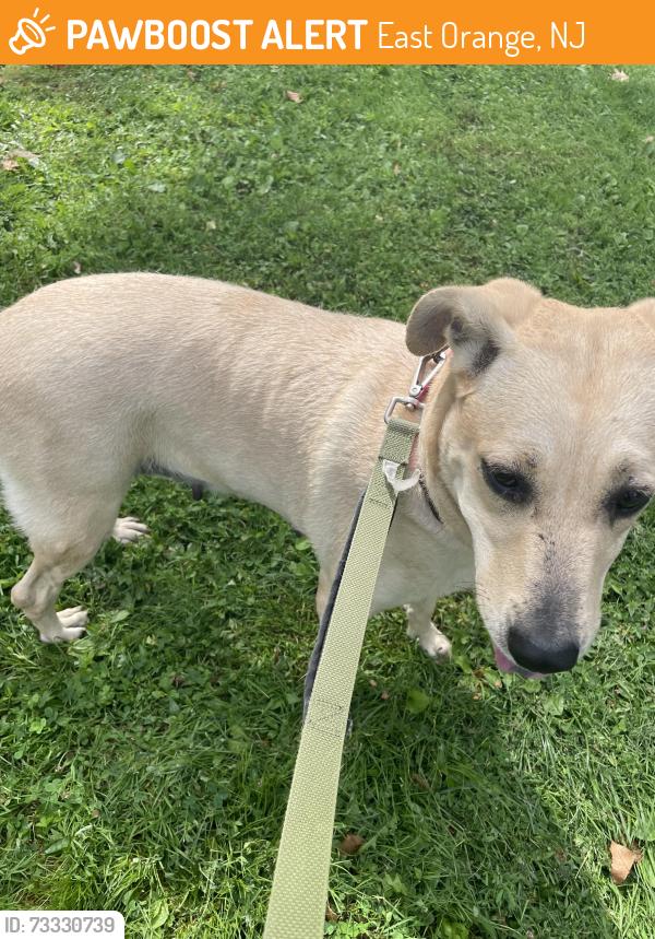 Found/Stray Female Dog last seen N/a, East Orange, NJ 07017