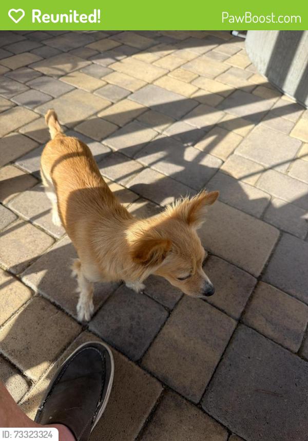 Reunited Male Dog last seen Oxford Street, Chula Vista, CA 91911