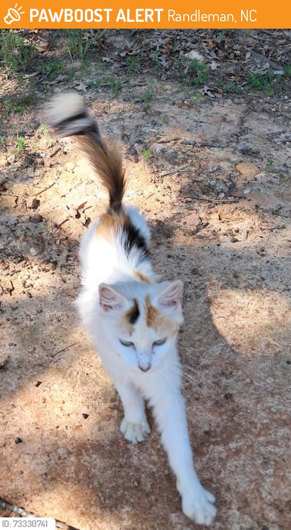 Found/Stray Female Cat last seen Dear Dart Container, Randleman, NC 27317