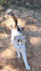 Found/Stray Female Cat last seen Dear Dart Container, Randleman, NC 27317