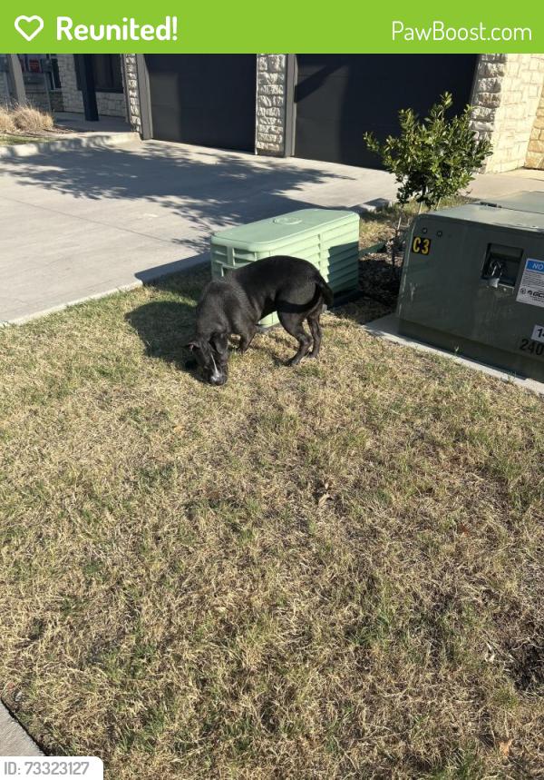 Reunited Male Dog last seen South Celina parkway, Celina, TX 75009