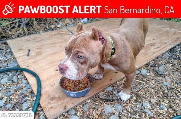 Lost Female Dog last seen Near Inland center drive, San Bernardino, CA 92408