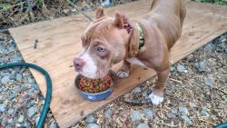 Lost Female Dog last seen Near Inland center drive, San Bernardino, CA 92408